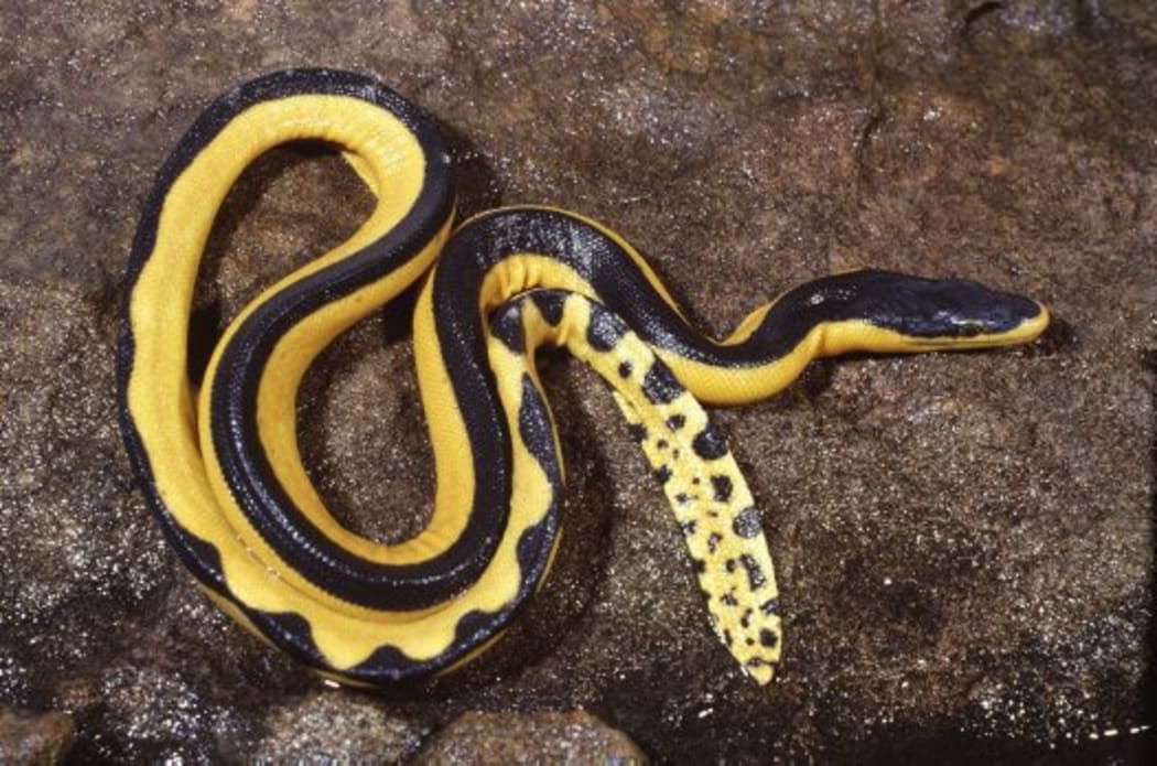 A yellow bellied sea snake