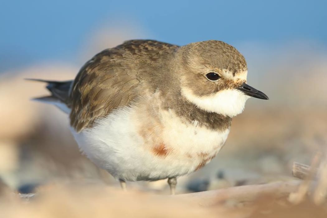 A female banded dotterel.