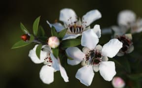 A native New Zealand bee (probably Leioproctus sp.) visits a manuka flower (Leptospermum scoparium). Photo taken on Tiritiri Matangi Island.