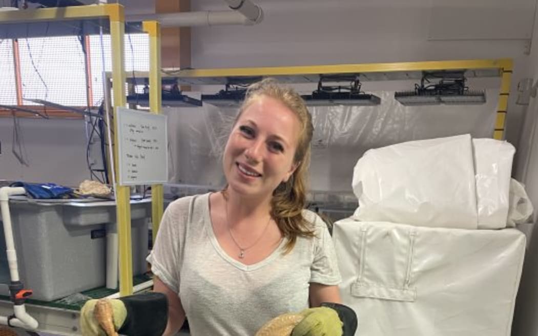 PhD researcher Megan Folwell holds a sea snake in a laboratory