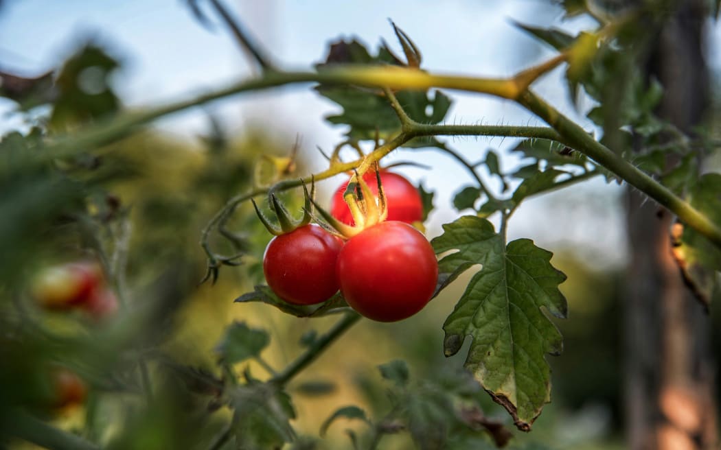 A tomato plant with three bright red tomatoes growing.