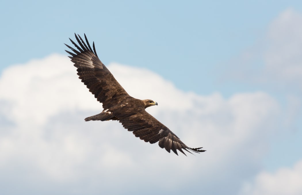 A steppe eagle: the species is threatened by farming and power lines.