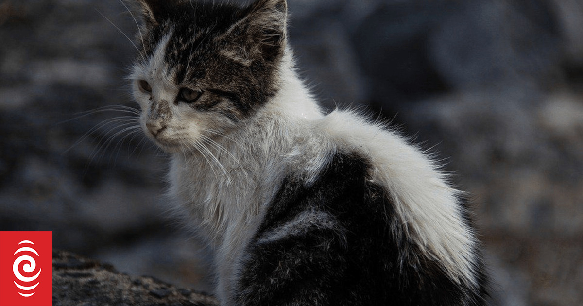 Feral cats and rats now 'everywhere' on Tinian, as military-backed conservation expands across Marianas