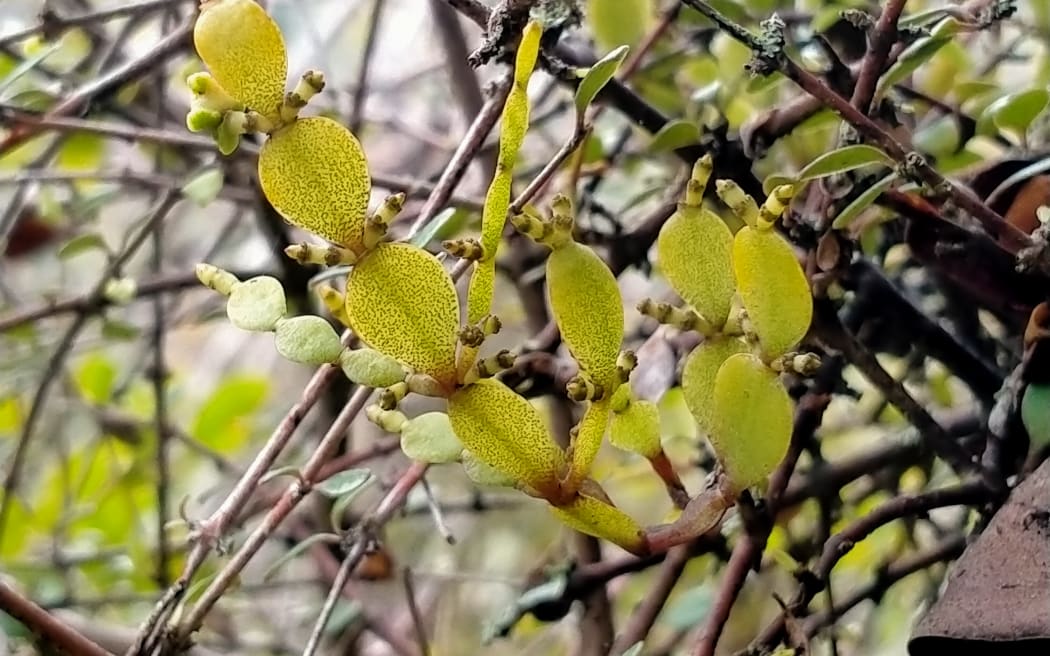 Dwarf mistletoe - korthalsella lindsayi