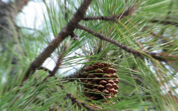 pinus radiata