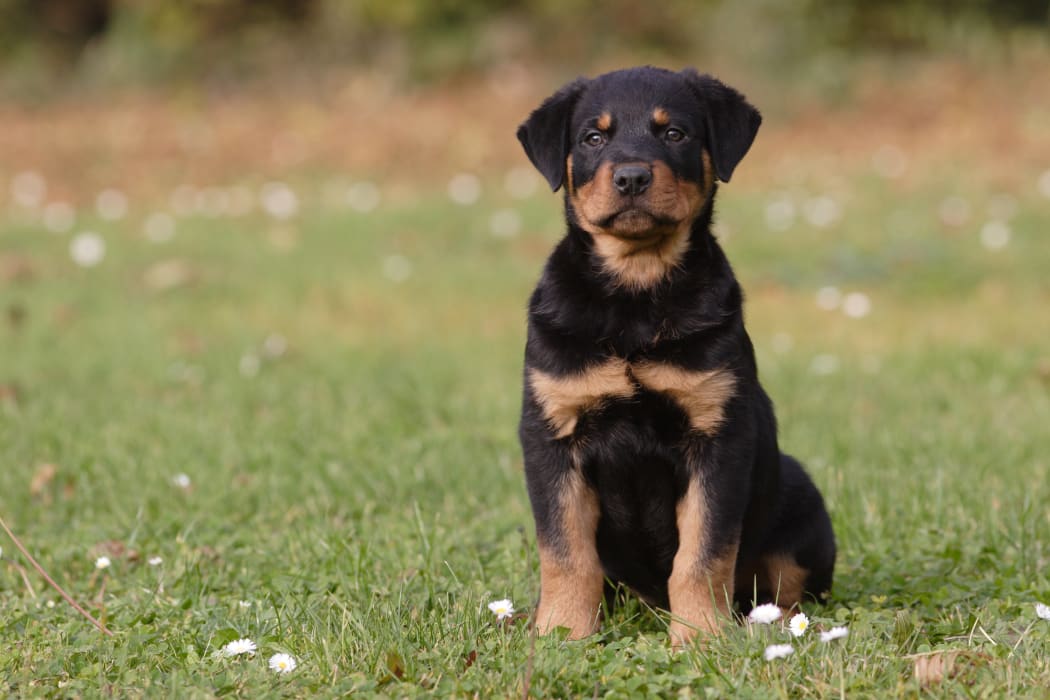 Rottweiller puppy sitting in the meadow .