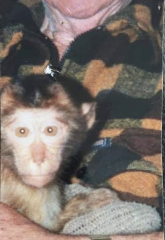 Baby Hank was hand raised by Bill Grey at the North Beach Zoo.