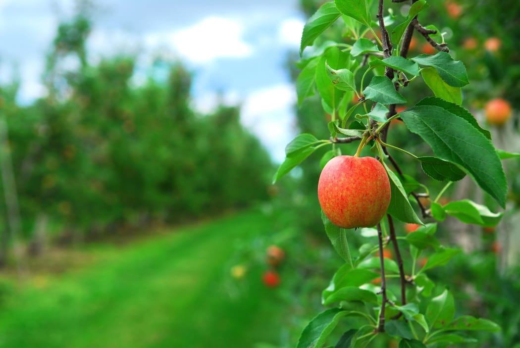Apple trees in orchard.