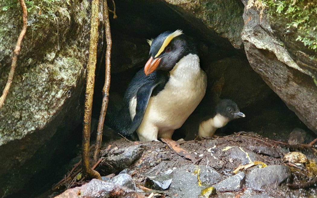Adult Tawaki male with chick