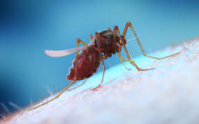 Mosquito on human skin, computer illustration.