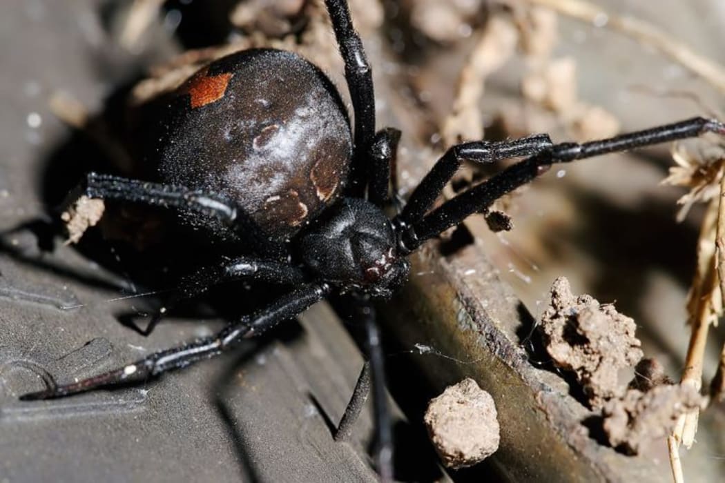 Spider venom targets nervous system, which means it could be used to treat it as well.