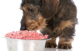 A raw meat diet for pets could be done, but it was very hard to do properly, said Dr Helen Beattie.