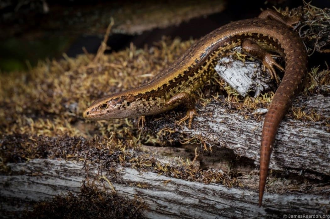 The Alborn Skink