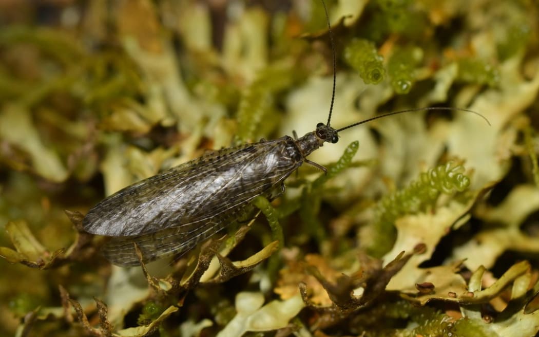 Dobsonfly