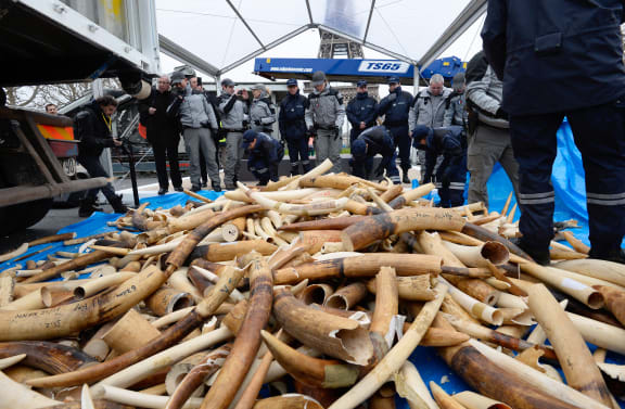 Three tonnes of ivory about to be destroyed in Paris.