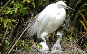 Kōtuku return to Whataroa in mid-September to nest each year.