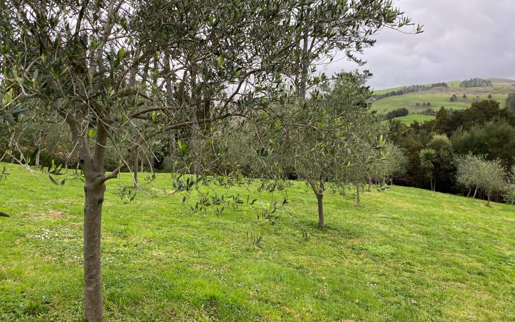 There are 180 trees at Puketi Olive Farm