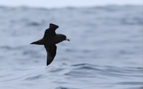 A Westland Petrel, Procellaria westlandica, in flight.