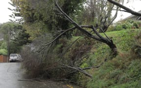 Trees down Woodmancote Road in Khandallah during a storm on 1 May, 2025