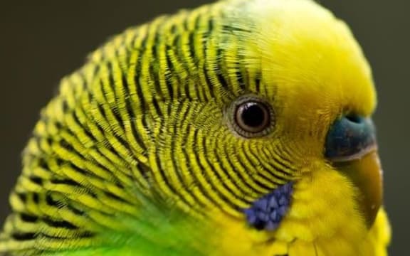 Fifteen budgies were stolen from a pet store in Kamo.