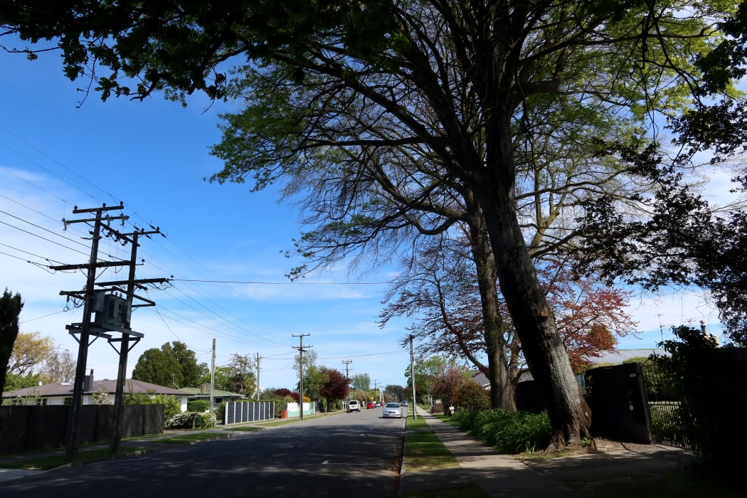 The tree canopy stretches almost across Lakings Road.