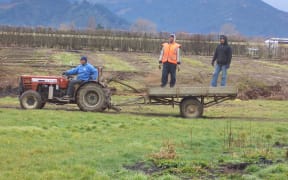 Tongan RSE workers in Motueka.