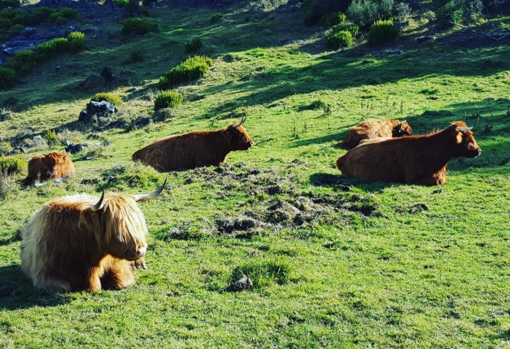 Highland cattle in Golden Bay