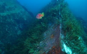 The Rena Wreck by Dr Phil Ross