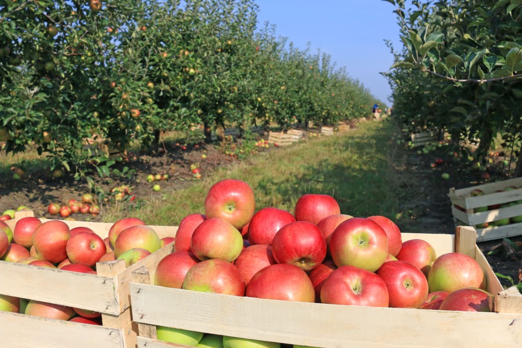 Cart full of apples after picking in orchard