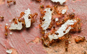 fire ant in nature or in the garden