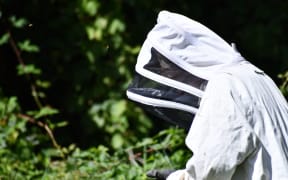 Bay Pest Services manager and technician Chris Brunel inspects the wasp nest in Ngongotahā.