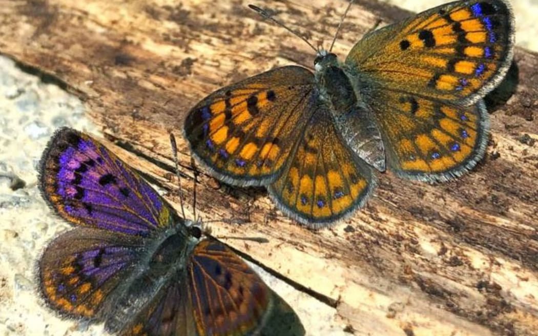 New Zealand copper butterflies.