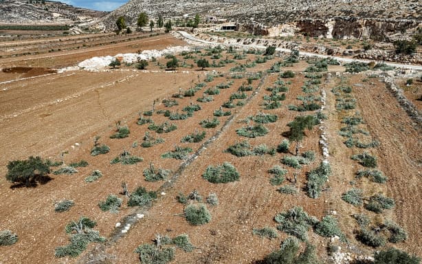 Israeli settlers burn olive trees, attack harvesters, injure journalist ...