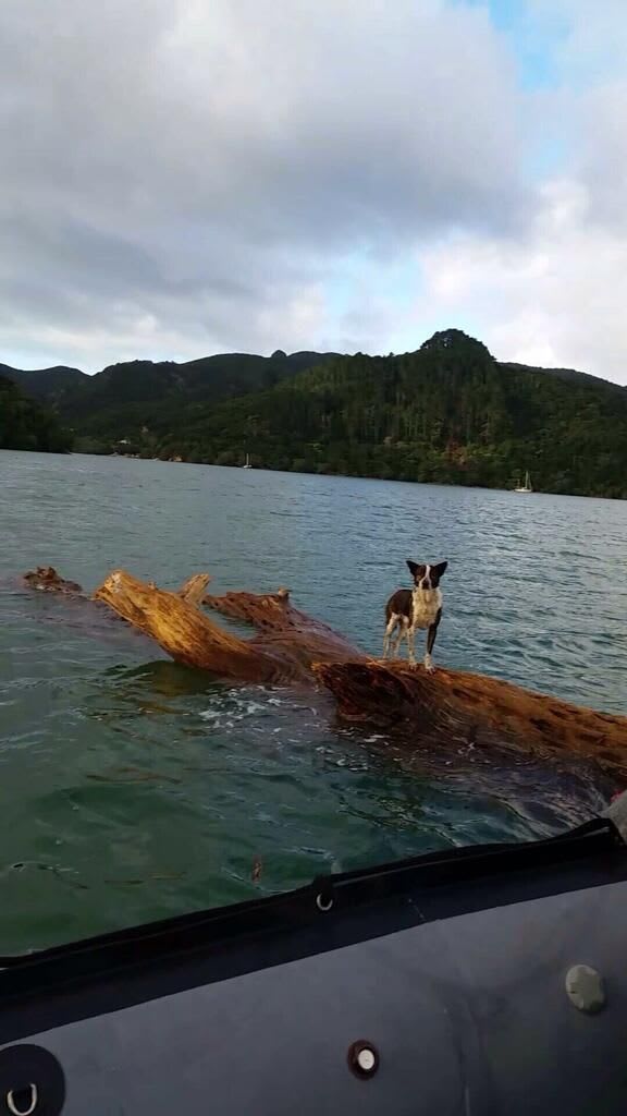 The dog rescued by the navy.
