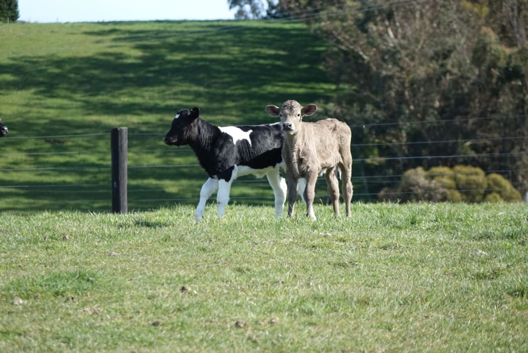 North Otago dairy farming around the infected farm.