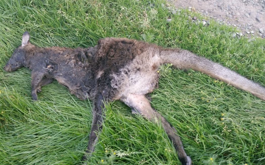 The Southland Regional Council has been left stumped after a dead wallaby was found near Gore, a far cry from South Canterbury where they are usually found in the South Island.