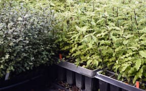 Pittosporum
