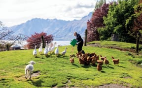 A rural backyard on a sunny day. In the background is a blue mountain range leading down to a body of water. A woman is walking along the lawn feeding chickens and ducks from a bucket. A lamb runs towards her.