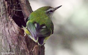 Titipounamu on a tree trunk.