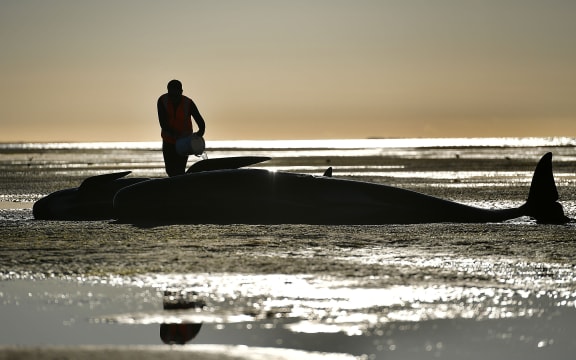 A volunteer caring for a pilot whale during a mass stranding at Farewell Spit., 11 February 2017.