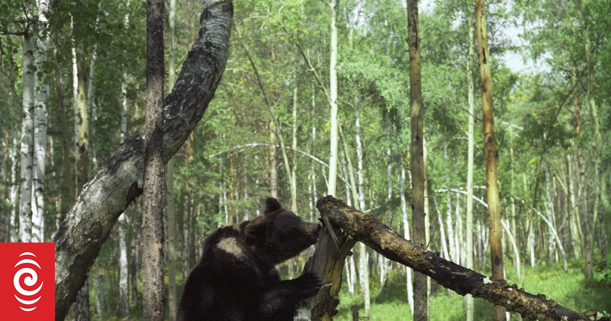 Toddler survives three days alone in remote Siberian forest RNZ News