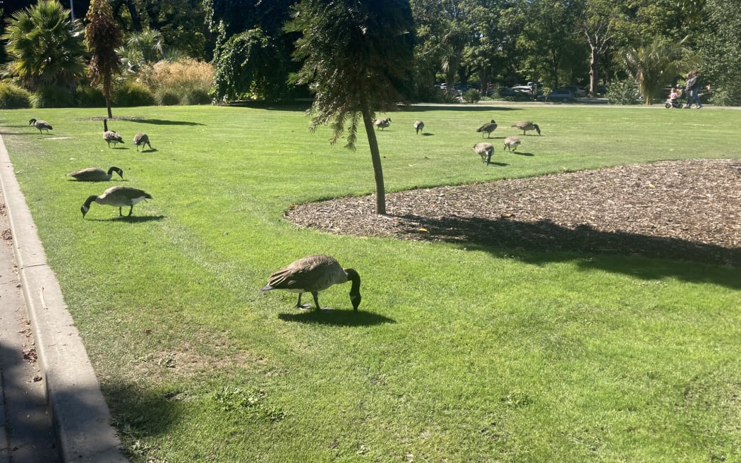 Wolf decoys used to scare geese away at Christchurch Botanic Gardens