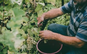 Farmer harvesting in vine yard.