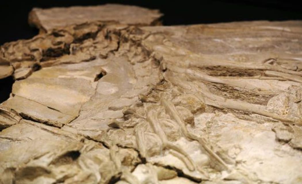 Concavenator corcovatus - dinosaur fossils found in the deposit of the Hoyas, in the Spanish province of Cuenca, in 2010.