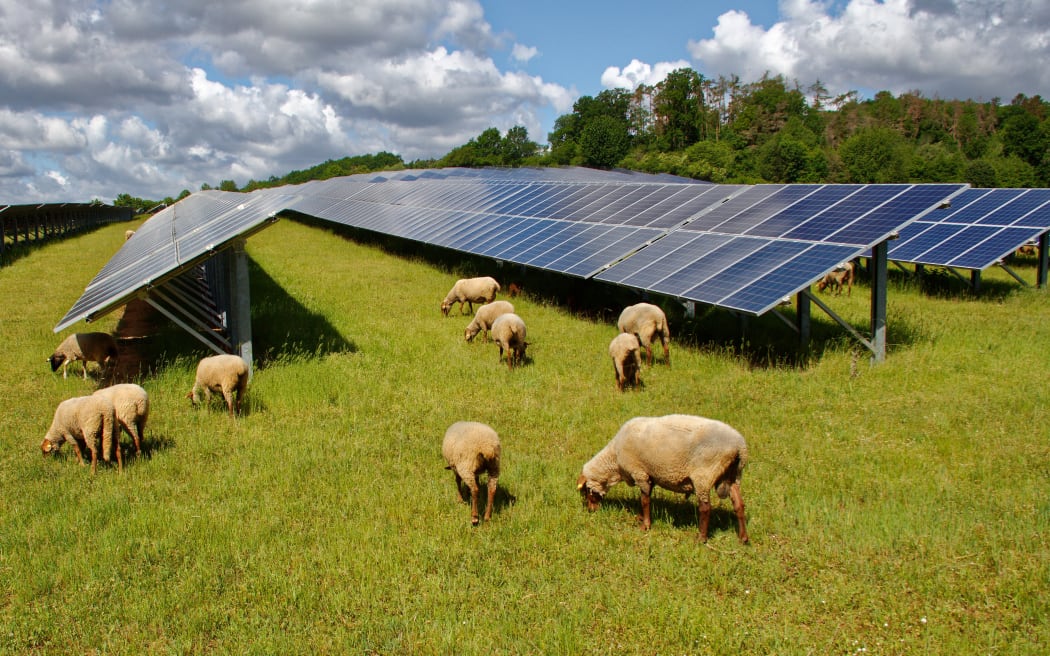solar panels with grazing sheep