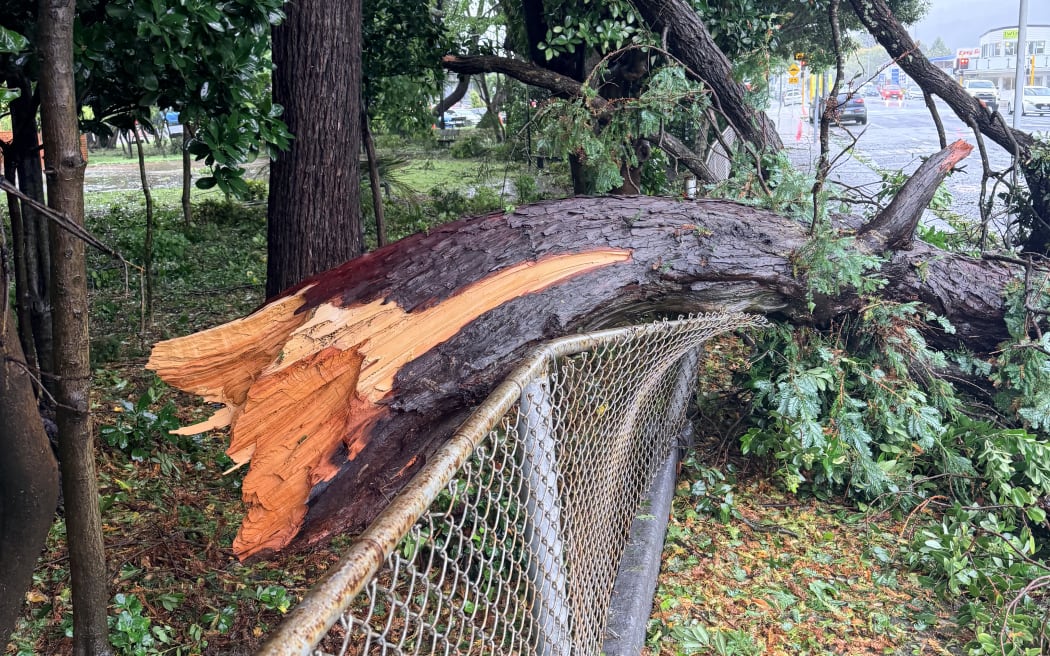 A tree blown down at Hutt Hospital in High Street.