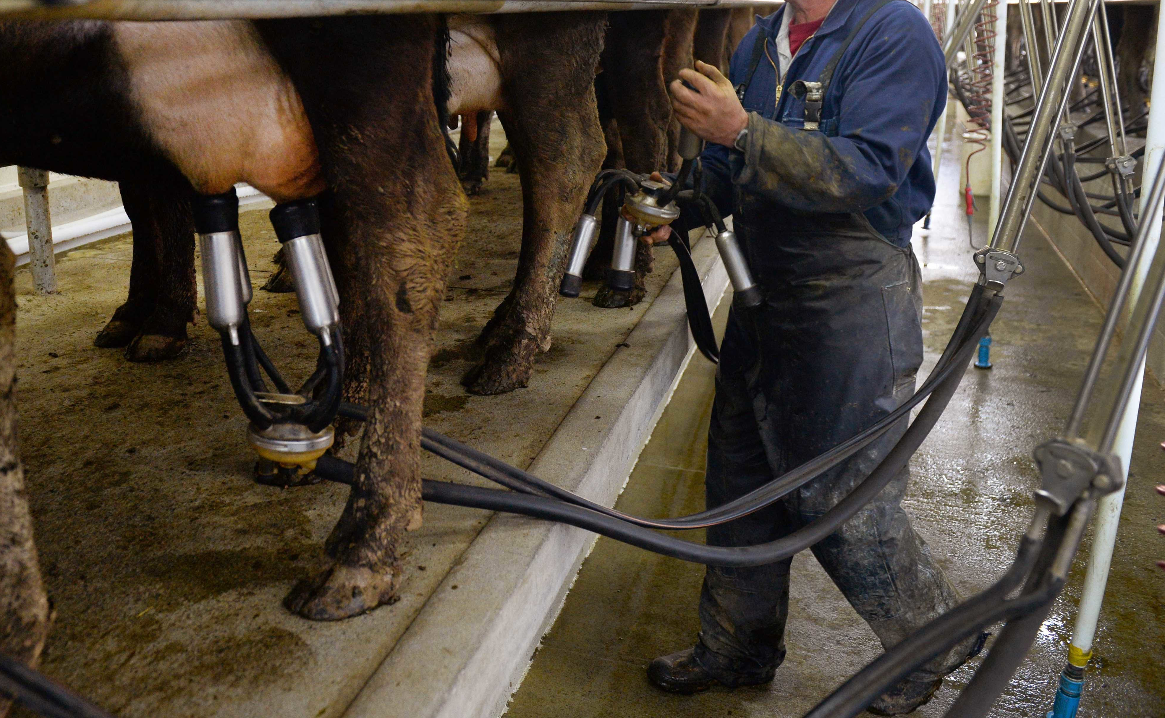 A farmer at milking time in the cowshed on a dairy farm near Cambridge.