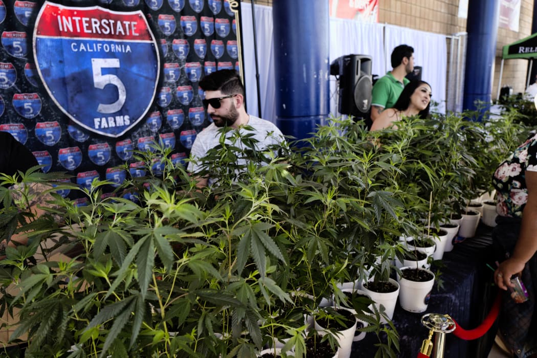 Marijuana clone plants are displayed for sale by Interstate 5 Farms at the cannabis-themed Kushstock Festival at Adelanto, California (file photo, October 2018).