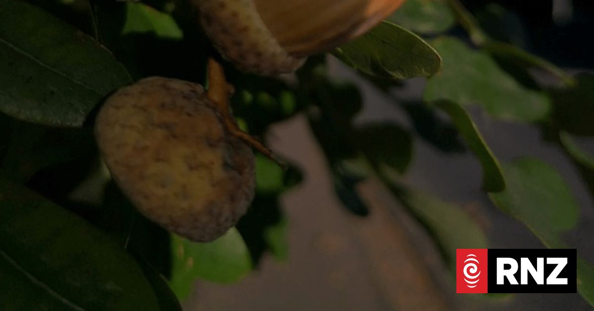 Dangerous acorns a'falling | RNZ