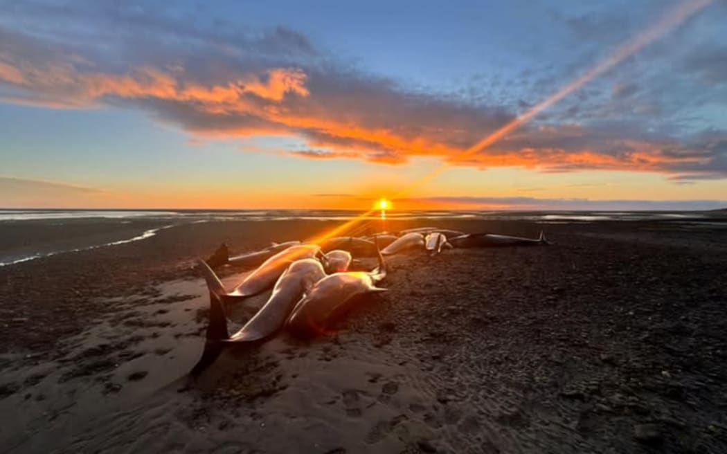 Whale stranding at Farewell Spit
